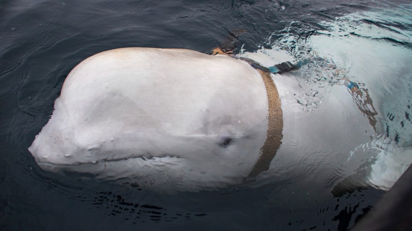 Norway Beluga Whale