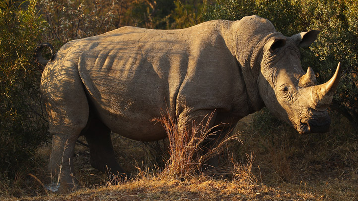 Safari Park Home to Extinct Rhinos – NBC 7 San Diego