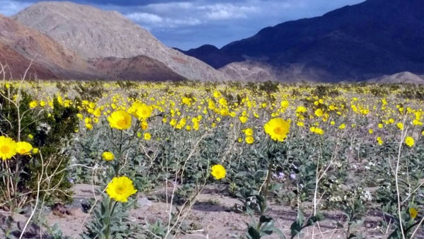 wildflowerfurnace929390232