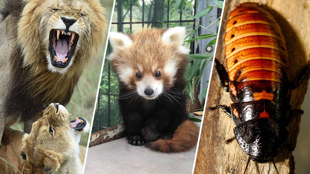 Why Give Flowers When You Can ‘Adopt’ a Red Panda or Name