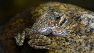 More than 100 Mountain Yellow-legged Frogs Find New Home inSan