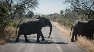 An elephant crosses the road in the Kruger National Park, South Africa, Wednesday, July 29, 2020. Animals have had the country's world-famous wildlife parks to themselves because of lockdown rules that barred international tourists and made it illegal for South Africans to travel between provinces for vacations.