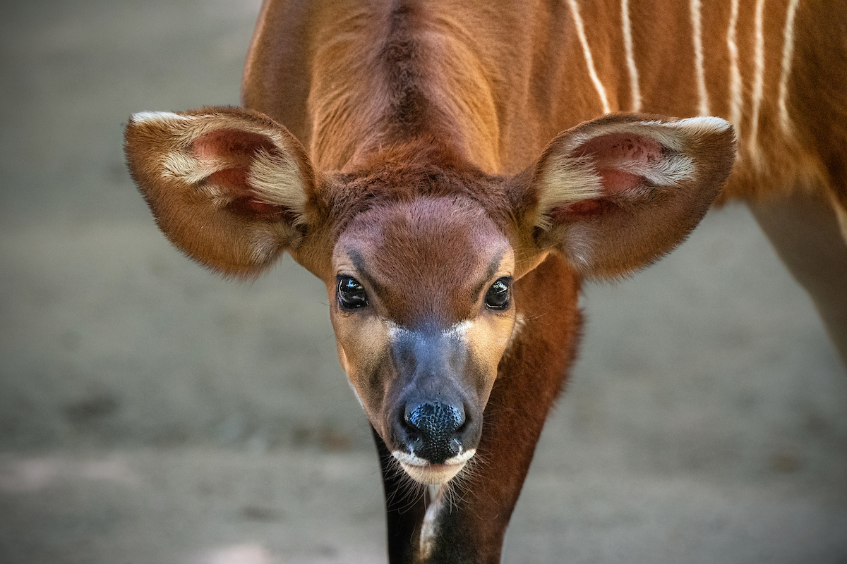 EMPTY_CAPTION"The yet unnamed female Eastern bongo calf was born May 2 to mother Frenchy and father Moyo," revealed the zoo. This photo is the most recent of the baby's photos, but the images below appear in chronological order, from her youngest age to the photo above).