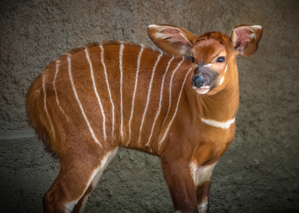 The LA Zoo and Botanical Gardens is currently closed due to the coronavirus response.