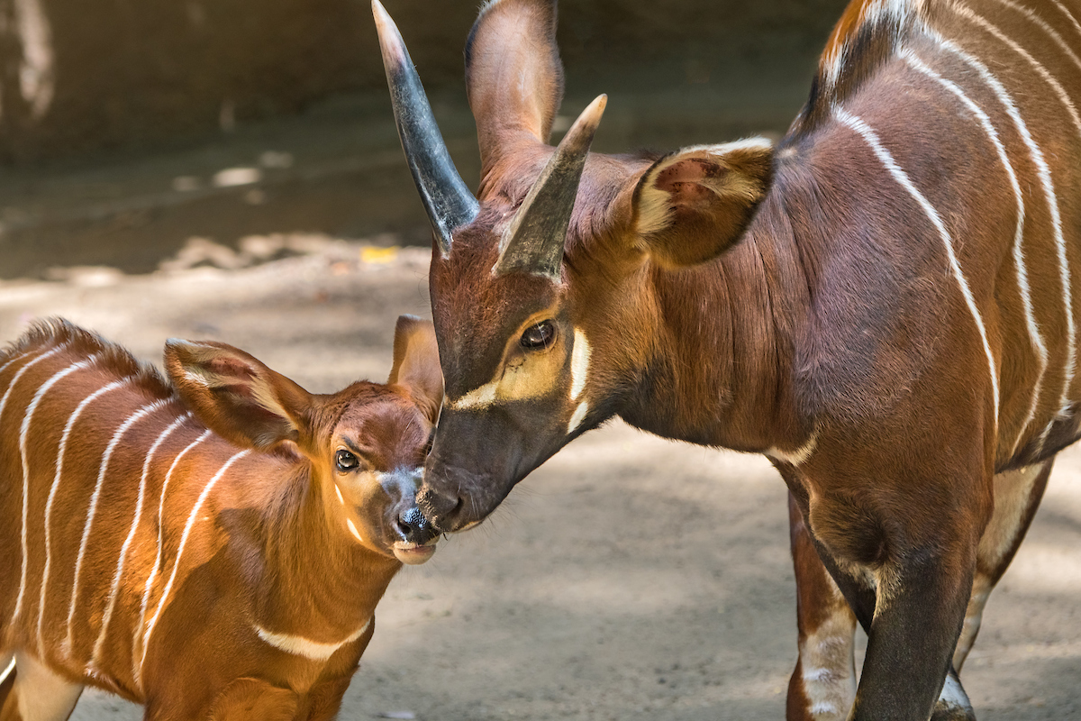 EMPTY_CAPTION"Due to threats such as habitat destruction and poaching in its native range in Africa, there are currently fewer than 100 Eastern bongo individuals that survive in four fragmented areas in the Aberdares Forest and on Mt. Kenya," shared the LA Zoo team.