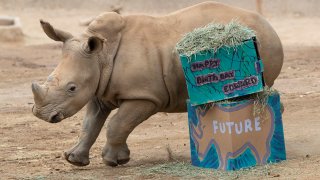 San Diego Zoo Global’s First Southern White Calf Conceived Through Artificial Insemination Turns One
Birthday Celebration Held in Edward’s Honor