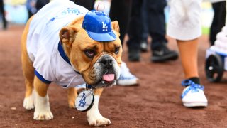 A dog on the field at Dodger Stadium.