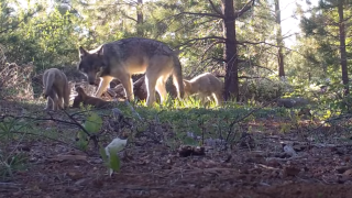 This remote video capture shows a female adult, a yearling, and three pups.