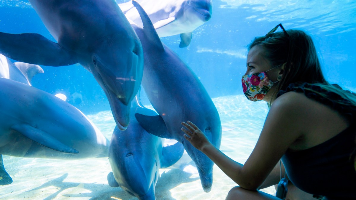 SeaWorld San Diego to Reopen Next Week Following Stay-at-Home Order Lift - Vimarsana News