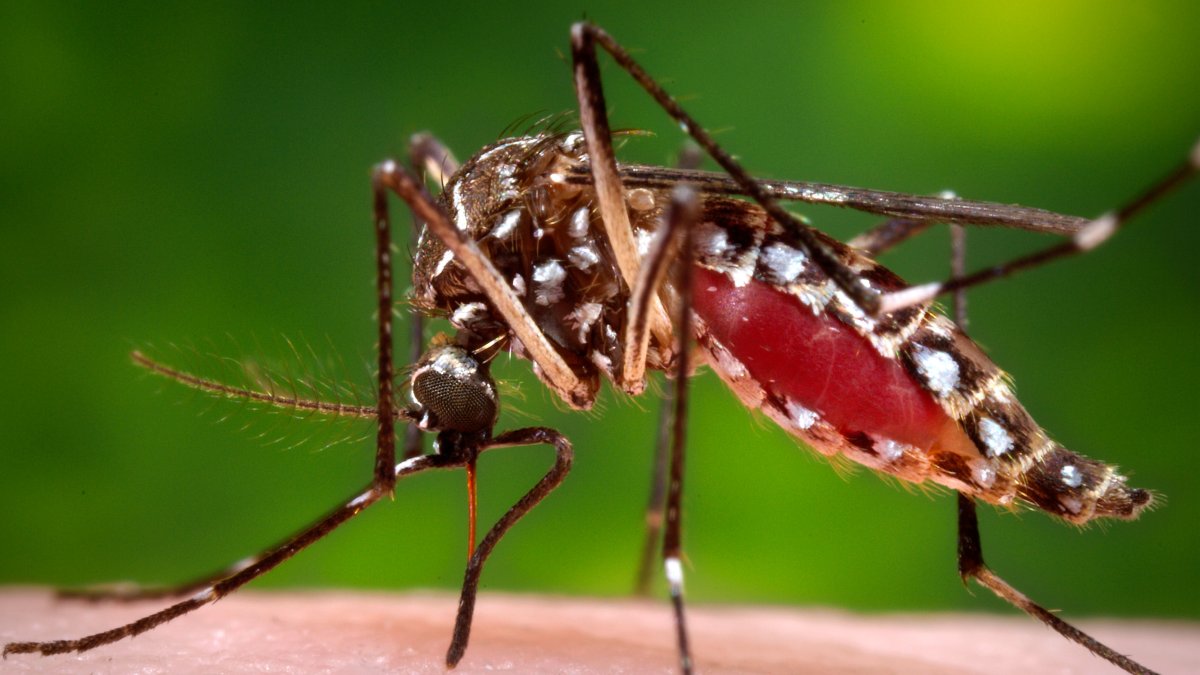 圣地亚哥“咬脚踝”的蚊子数量呈上升趋势 – NBC 7 San Diego