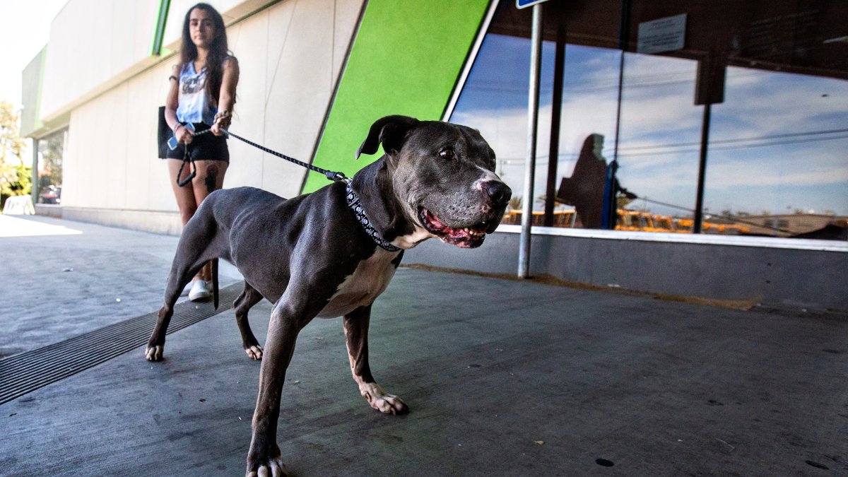 LA Animal Shelters Are Near Capacity. How to Help – NBC 7 San Diego - Vimarsana News