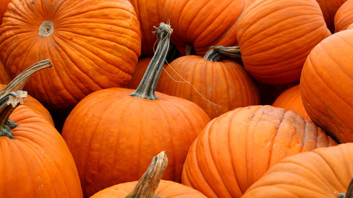 Weekday Adventurers, the Peltzer Pumpkin Pass Is Here - Vimarsana News