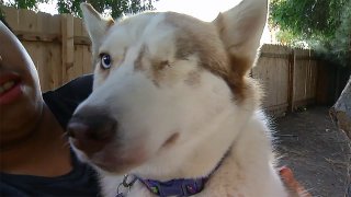 Husky Injured by Navy Veteran