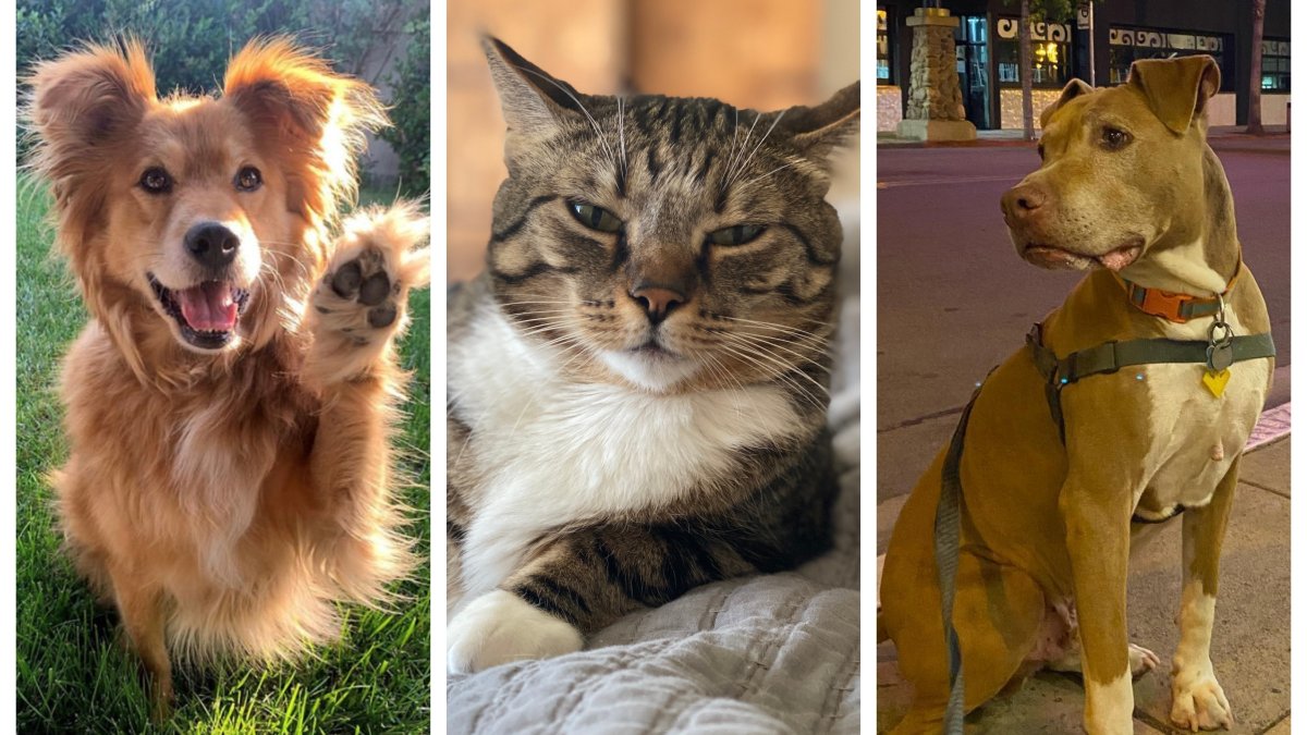 Meet the Dogs and Cats of NBC 7 and Telemundo 20 – NBC 7 San Diego