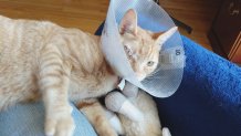 An orange cat rests with its head inside a plastic protective cone