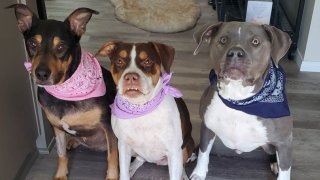 Roxie, Pixie and Bash pose in their matching bandana sets.