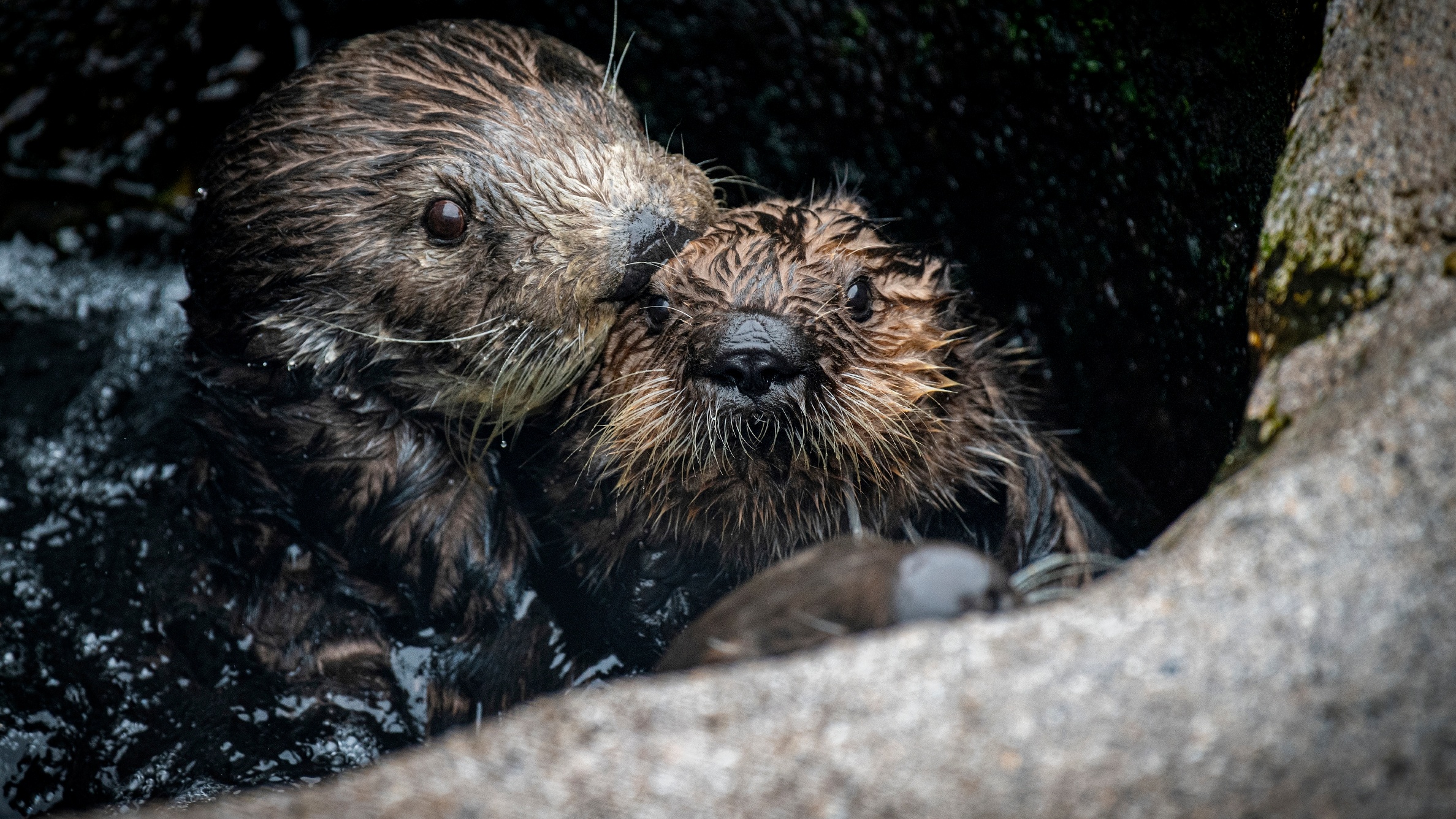 Sea Otter Awareness Week Makes a Splash NBC 7 San Diego