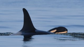 Orca mom Tahlequah and her baby calf