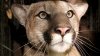 Abnormalities Linked to Inbreeding Spotted For First Time in Local Area Mountain Lions