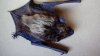 Health officials warn of rabies after bat lands on table at Vista restaurant