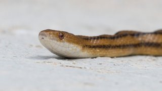 This photo was taken at the Lake Apopka Wildlife Drive in central Florida. It is an 11-mile drive throughout a wildlife conservation area. This photo shows an Eastern rat snake in the process of crossing a dirt road.