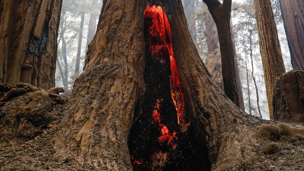 Inside the Battle to Protect ThousandYearOld Redwoods From the