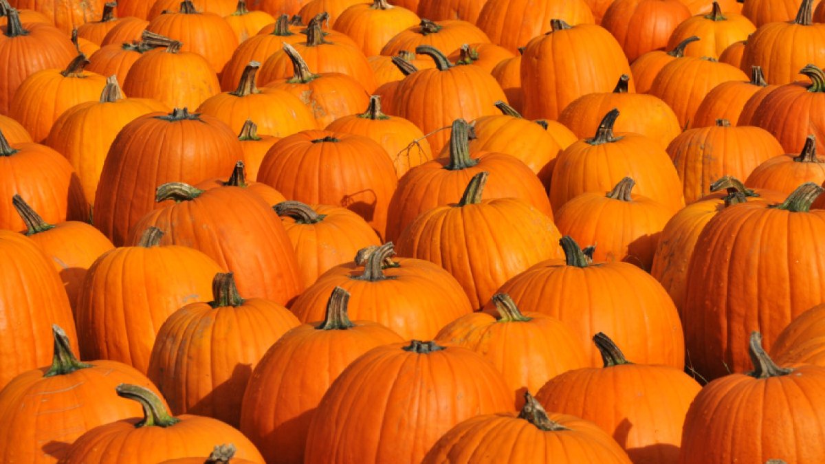 11 National Pumpkin Day deals that'll make you say 'oh my gourd' – NBC 7 San Diego - Vimarsana News