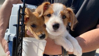 Dozens of dogs were flown from Louisiana to El Cajon on Thursday, Oct. 8, 2020 ahead of Hurricane Delta's landfall in the Gulf Coast.