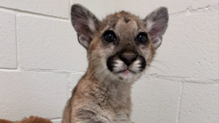 A young mountain lion cub was found on the brink of death by firefighters in Idyllwild and has since been nursed back to health at the Ramona Wildlife Center.