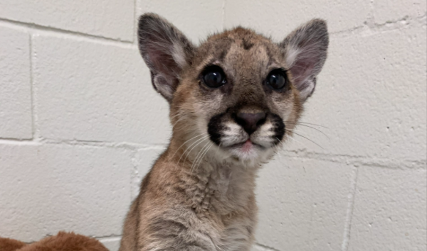 Cougar Cub Rescued In Idyllwild Will Be Transported To Arizona Facility Nbc 7 San Diego