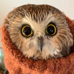 A Ravensbeard Wildlife Center worker swaddles a saw-whet owl