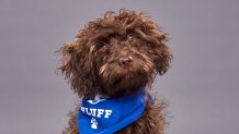 Portraits of puppies during Puppy Bowl XVI