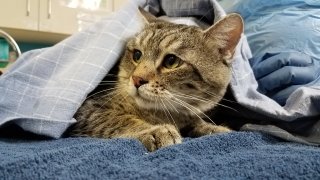 One of the 31 cats who were found abandoned receives care from the San Diego Humane Society staff.