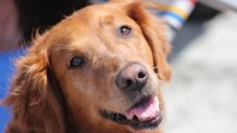 An undated image of Richochet, the therapy dog.