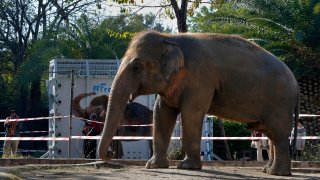 A photographer takes a picture of an elephant named "Kaavan" waiting to be transported to a sanctuary in Cambodia