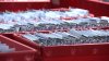 DOJ request to set aside alleged noncitizen ballots rejected by San Diego County