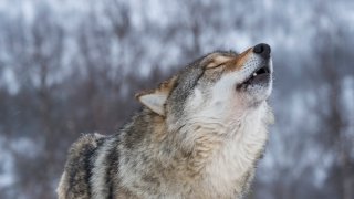 Close-up of a Gray wolf (Canis lupus) is howling in the snow