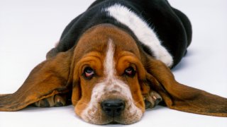 Basset hound,