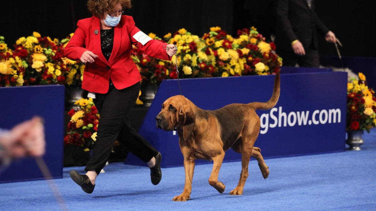 How to watch the 2023 'National Dog Show' – NBC 7 San Diego - Vimarsana News