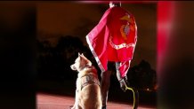 Veteran Kionte Storey and his service dog, Koja.