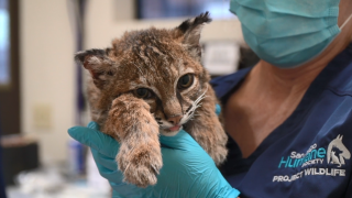 A juvenile bobcat was treated for burn injuries and infections after it survived the El Dorado Fire in Yucaipa.