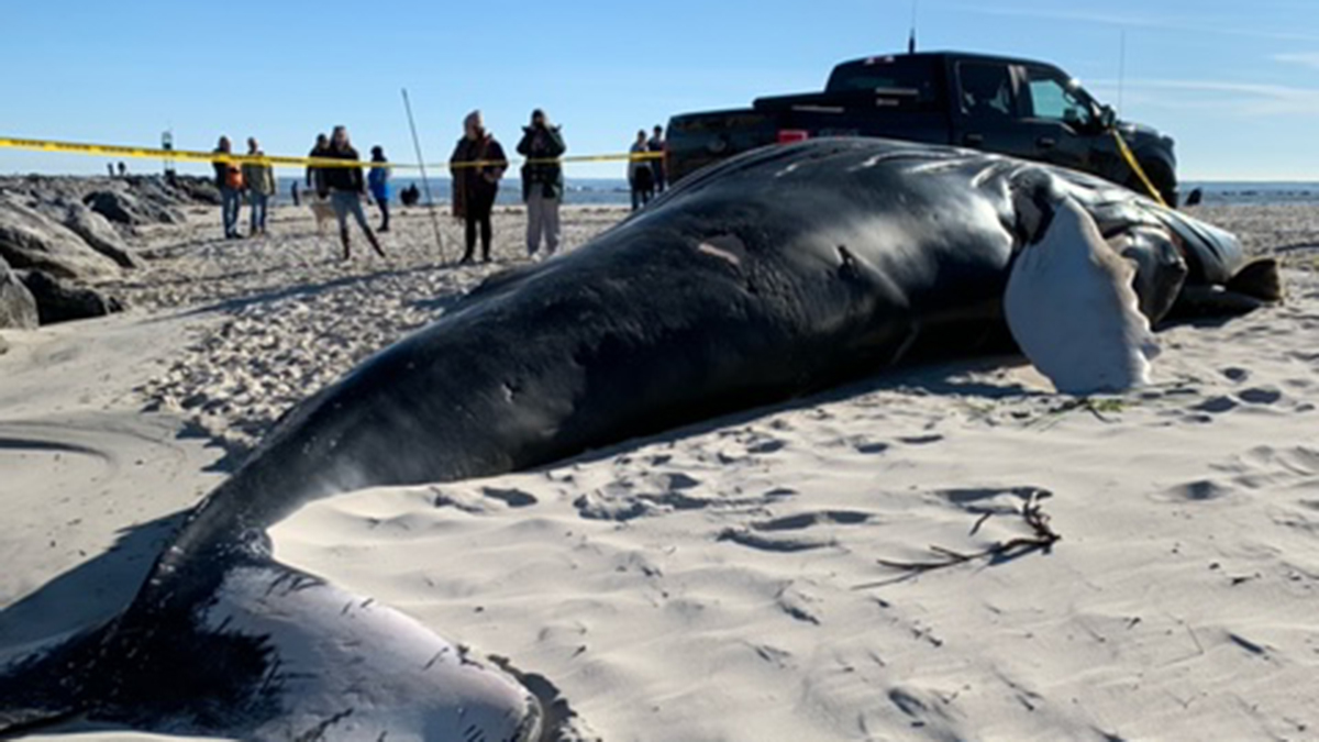 Dead, Frozen Whale Buried at NJ Beach After Removal Proved Too