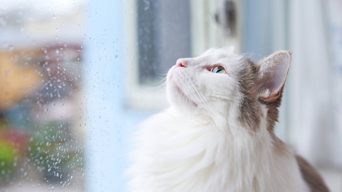 Pet Safety Tips For Cold, Rainy Weather According to San Diego Humane