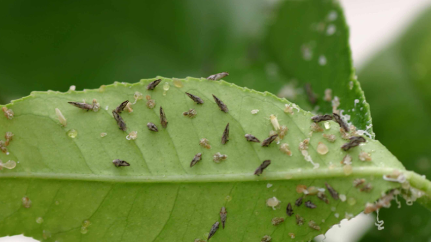 adult Asian citrus psyllids
