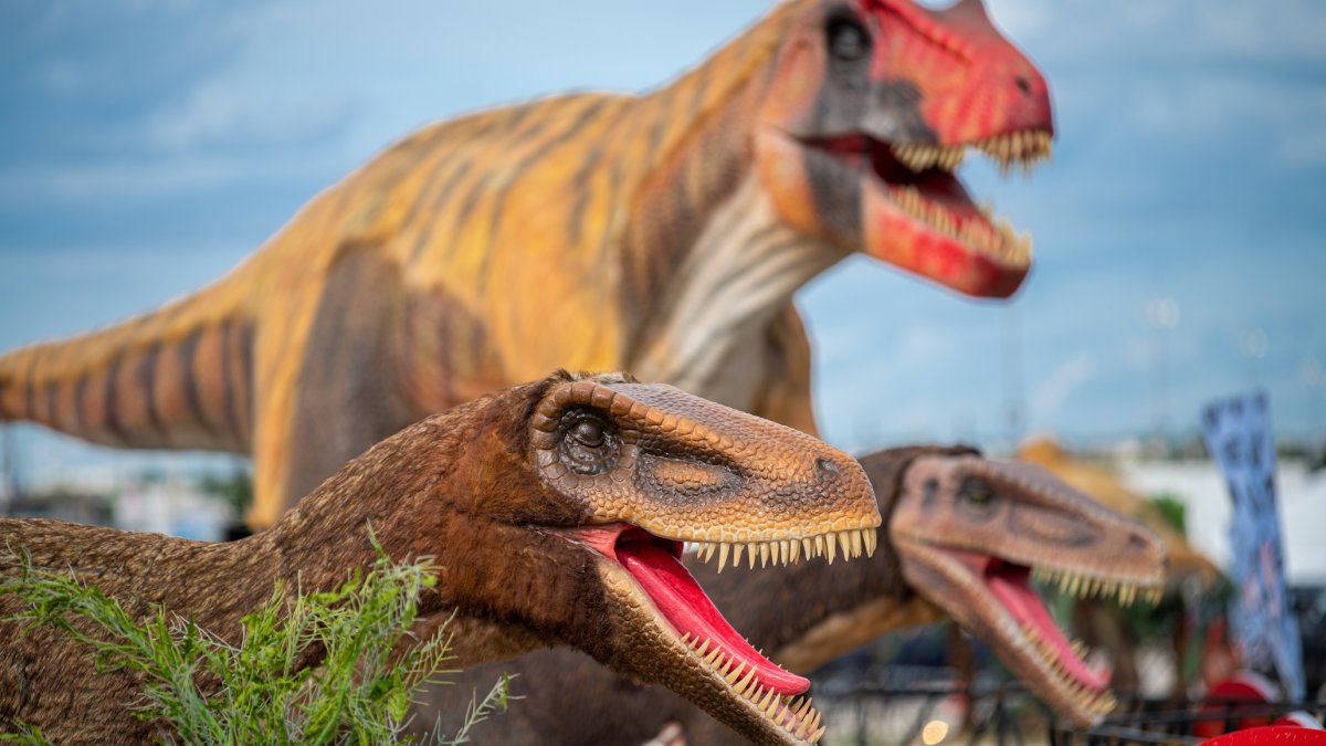 Roaring Good Time Traveling Dinosaur Exhibit Opens at Del Mar NBC 7