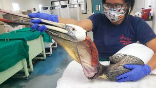 A $5,000 reward was offered Monday, Dec. 21, 2020, by the International Bird Rescue in San Pedro for information that helps find whoever is responsible for severely injuring four California brown pelicans.