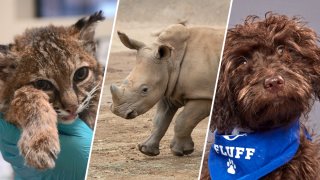 From left to right: A bobcat that survived the Ramona Fire, Edward the rhino, and a local puppy that was featured in Puppy Bowl 2020.