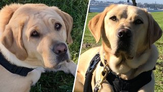 Left: Genoa the Labrador. Right: Bodie the Labrador.