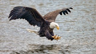 A bald eagle getting ready to fish in a river