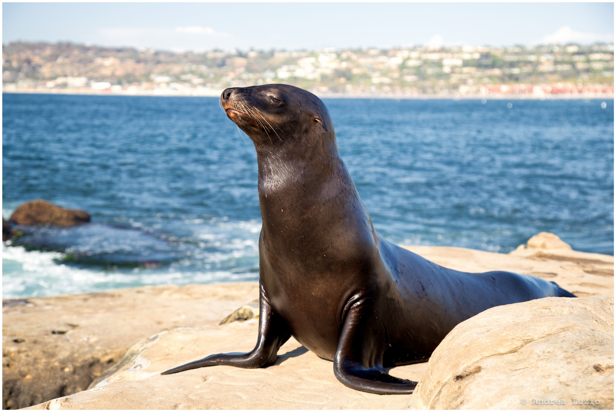 la jolla cove san diego seals